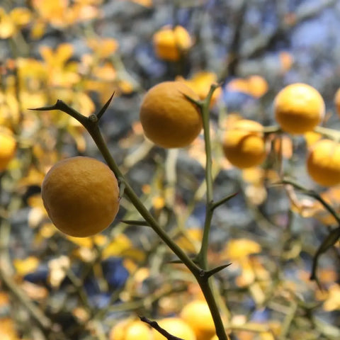 Amber & Sweet Orange