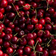 Black Cherry