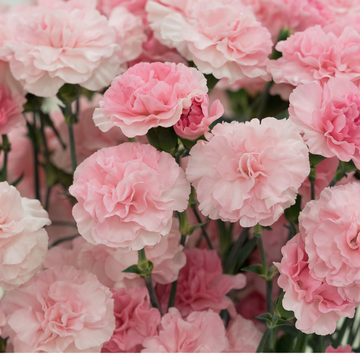 Carnation