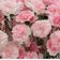 Carnation