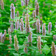 Patchouli