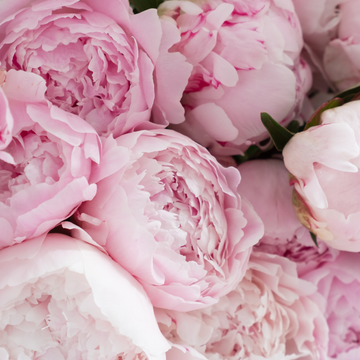 Peony