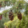 Pine