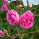 Taif Rose