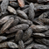 Tonka Bean